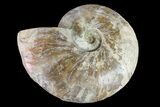 6.4" Silver Iridescent Ammonite (Cleoniceras) Fossil - Madagascar - #159405-1